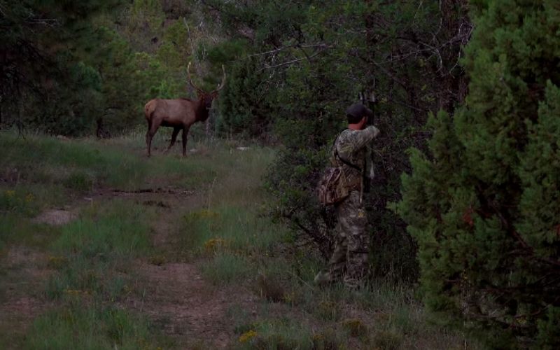 Hunting a Big Elk