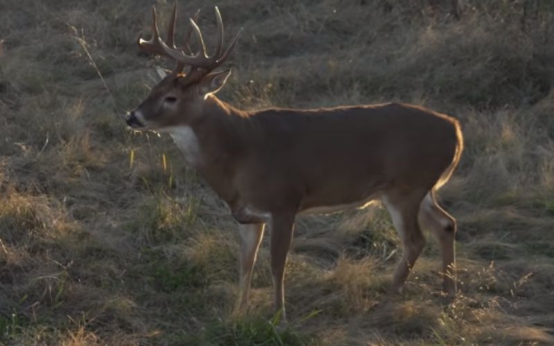 Whitetail Buck is a Big game for bow hunting